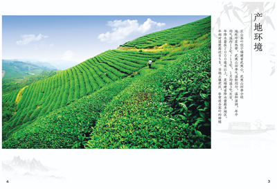 正山堂茶業(yè)宣傳畫冊