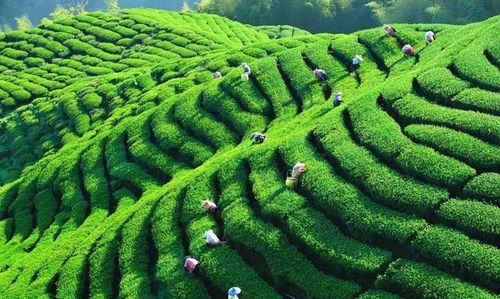 中國(guó)茶業(yè)百?gòu)?qiáng)企業(yè)盤點(diǎn) 浙江華茗園位列探花，四川文君茶業(yè)展露鋒芒